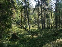FI, Oulu,Kuusamo, Oulanka NP 4, Saxifraga-Dirk Hilbers